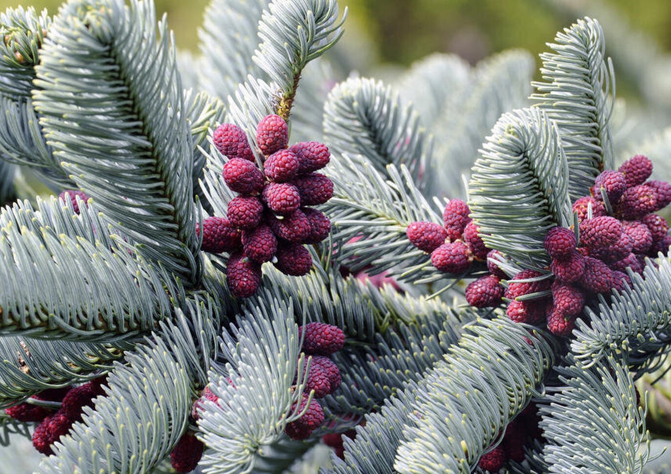 Пихта высокорослая Глаука